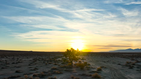 puesta de sol dorada en el desierto de mojave detrás de la silueta de un magnífico árbol de joshua - revelación de paralaje aéreo lento