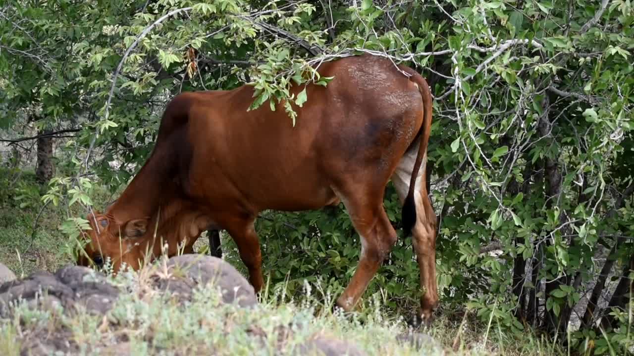 Hornless Brown Cow Foraging In A Farm - Medium Shot