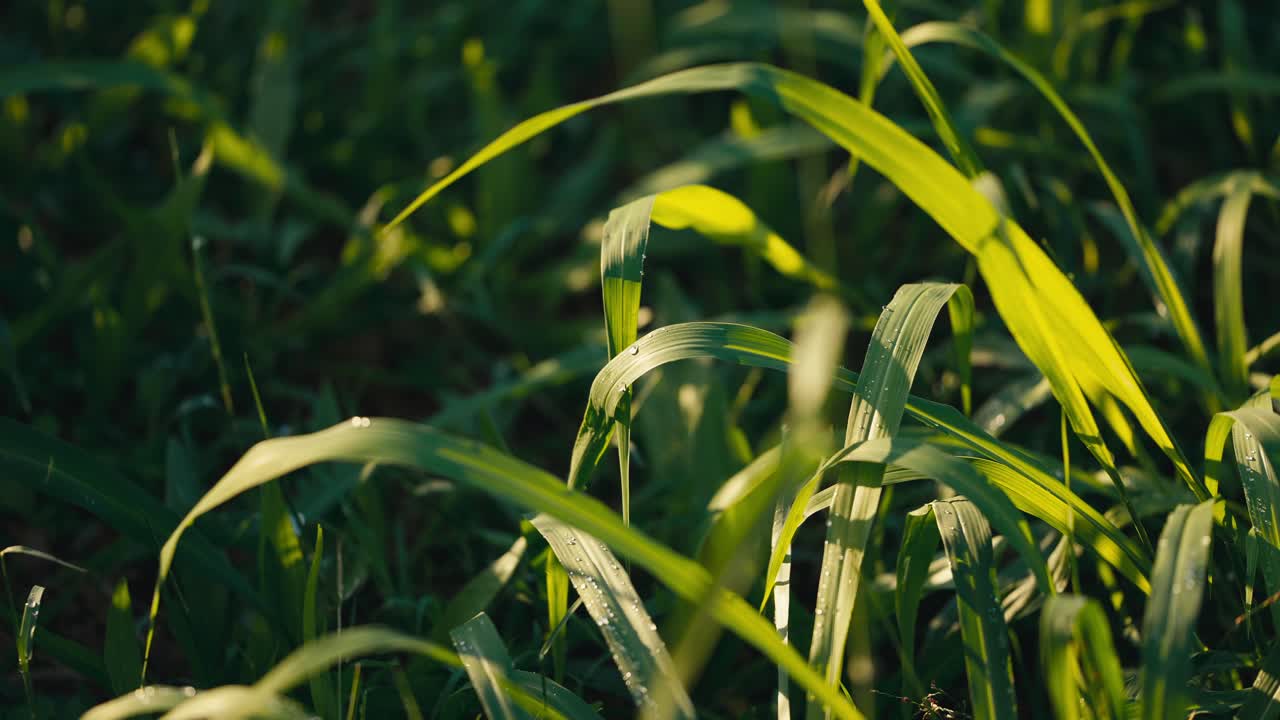 primer plano de las gotas de agua de rocío de la mañana en una hoja verde en un área de malezas