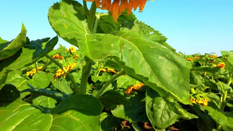 agricultural field of sunflowers. shooting in the summer in the countryside.