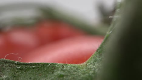 macro shot of tomato leaf edge. probe lens