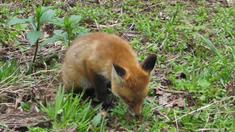 a cute cub of a red fox lies in the grass