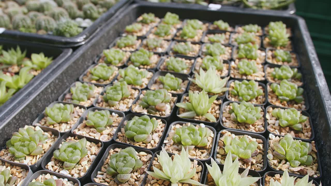 echeveria en una olla de piedra