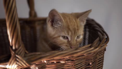 cute ginger kitten sitting in a basket medium shot