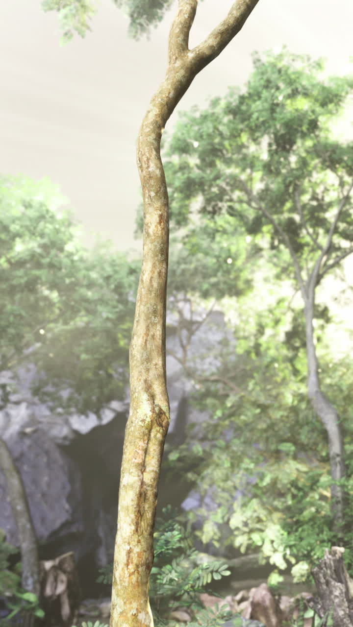 Tall tree in lush green forest with sunlight filtering through foliage