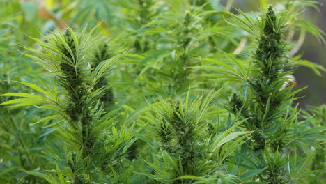 agricultura de marihuana en huertos al aire libre