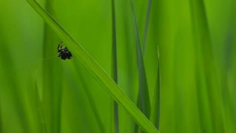 Spider-making-web---green-leaf-