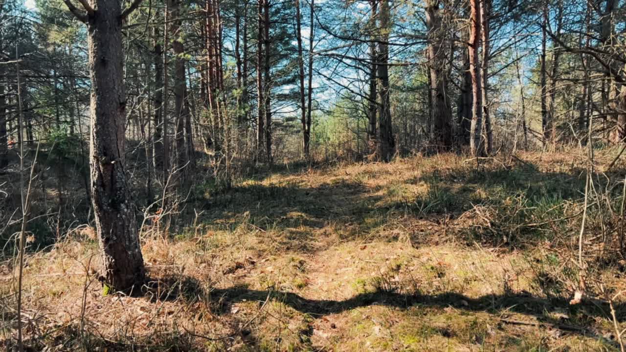 Breedbeeldopname van een gematigd dennenbos bij daglicht. Ideaal voor milieudocumentaires, branding van outdooruitrusting, content over wandellevensstijlen en visuele achtergronden met een natuurthema.