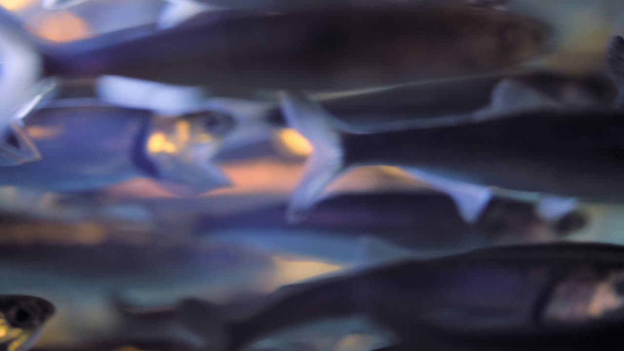 Unending school of Northern Anchovies swim by in flurries of blue and gold, rack focus