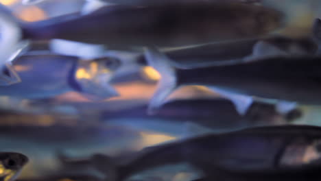unending school of northern anchovies swim by in flurries of blue and gold, rack focus