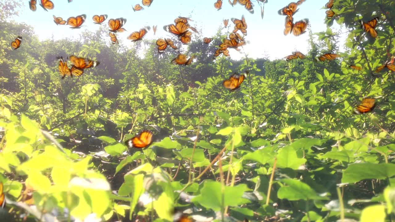 Campo con molte farfalle gialle
