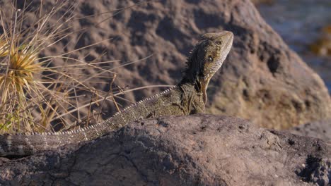 Australischer-Wasserdrache-Sitzt-Auf-Den-Felsen---Intellagama-Lesueurii-Sonnen-Sich-In-Der-Sonne---östlicher-Wasserdrache-In-Duranbah---Nsw,-Australien