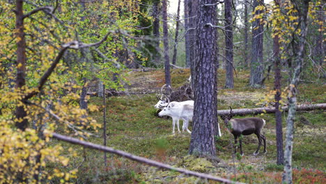 Group-of-white-and-brown-reindeer-stopping-to-look-at-the-camera-and-continuing-to-run-forward-in-the-autumn-forest-of-Lapland-Finland