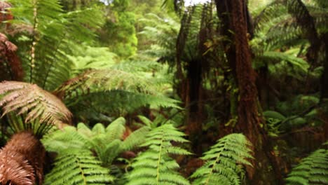 lush greenery along a rainforest trail