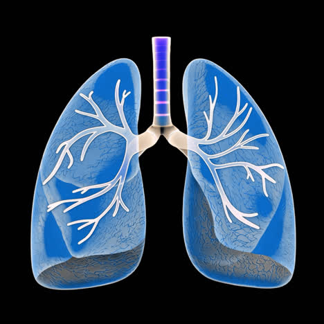 blue human lungs animation isolated asset, transparent 4k video, alpha channel, prores 4444