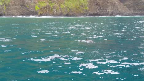 HD-120fps-Hawaii-Kauai-Bootfahren-Auf-Dem-Ozean-Delfine-Planschen-Und-Blasen-Wasser-In-Der-Ferne-Mit-Felsigem-Klippenhintergrund