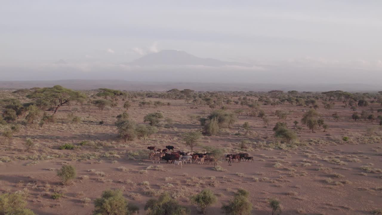 Herd of cows grazing aerial view landscape