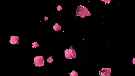 pink rose petals falling on a black background