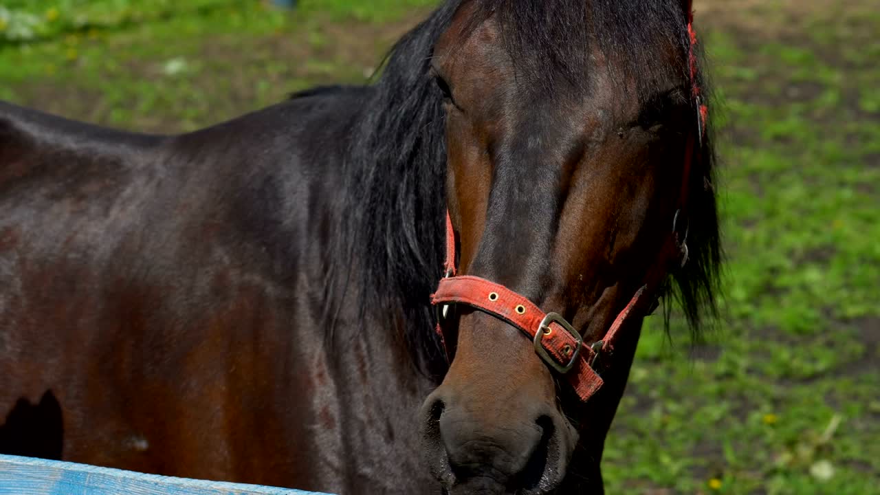 un semental de caballo marrón oscuro con melena negra mastica comida. prueba diferentes tipos de plantas para probarlas. un caballo camina en el corral cerca de los establos. un día soleado de verano.