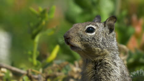 squirrel chipmunk closeup in field with grass as blurry background slowmo