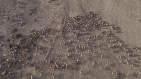 Aerial-shot-of-a-shepherd-in-an-orange-sunrise-with-his-sheep,-in-a-dry-desert-area-without-grass-#5-top-down-rotation-1