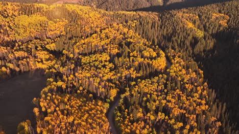 Ein-Meer-Aus-Goldenen-Espen,-Die-Im-Sonnenlicht-Von-Oben-Leuchten