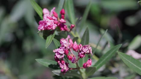 close-up of nerium oleander flowers