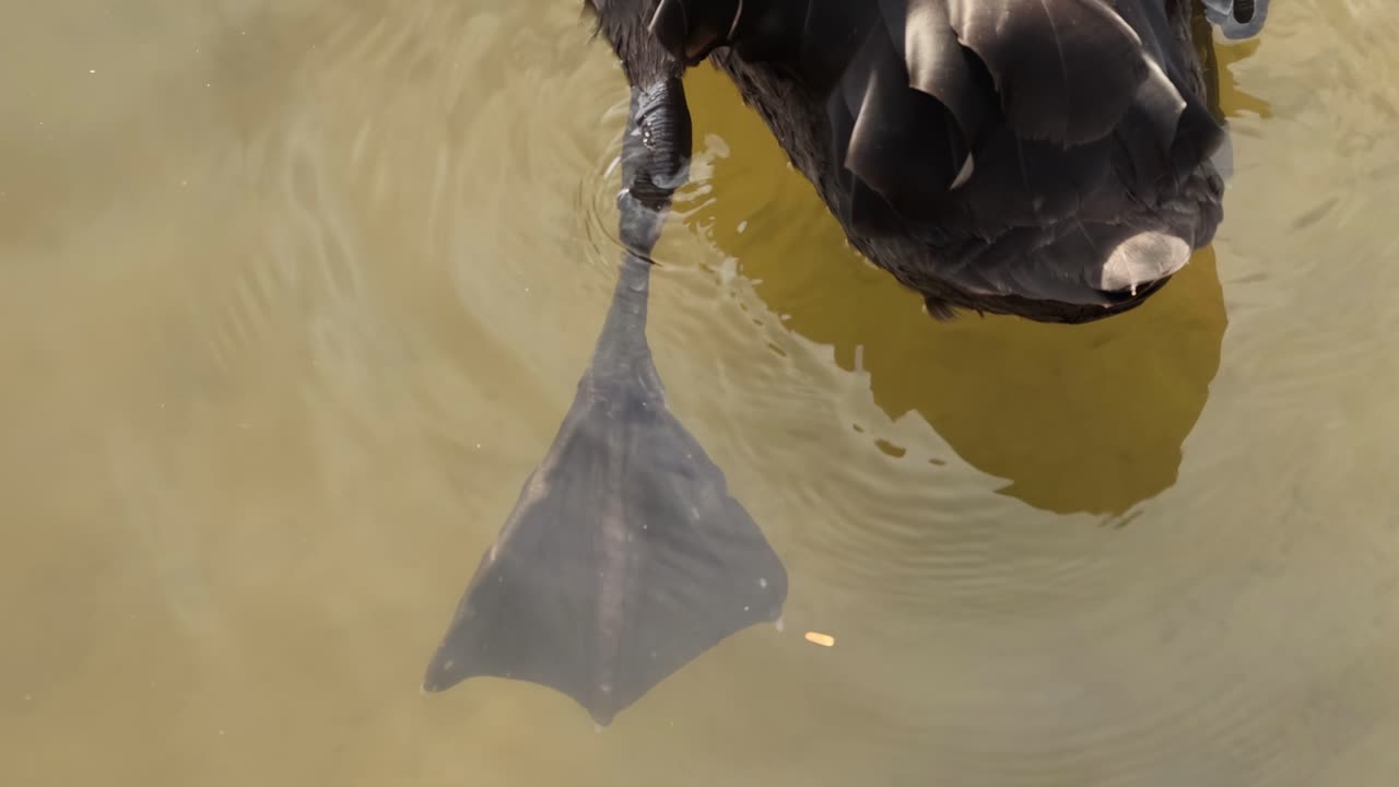 Detailed view of a black swan's head and webbed feet as it moves through murky water.
