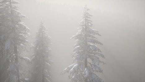 misty fog in pine forest on mountain slopes