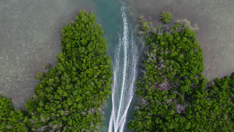 birds eye shot of boat entering mangrove forest