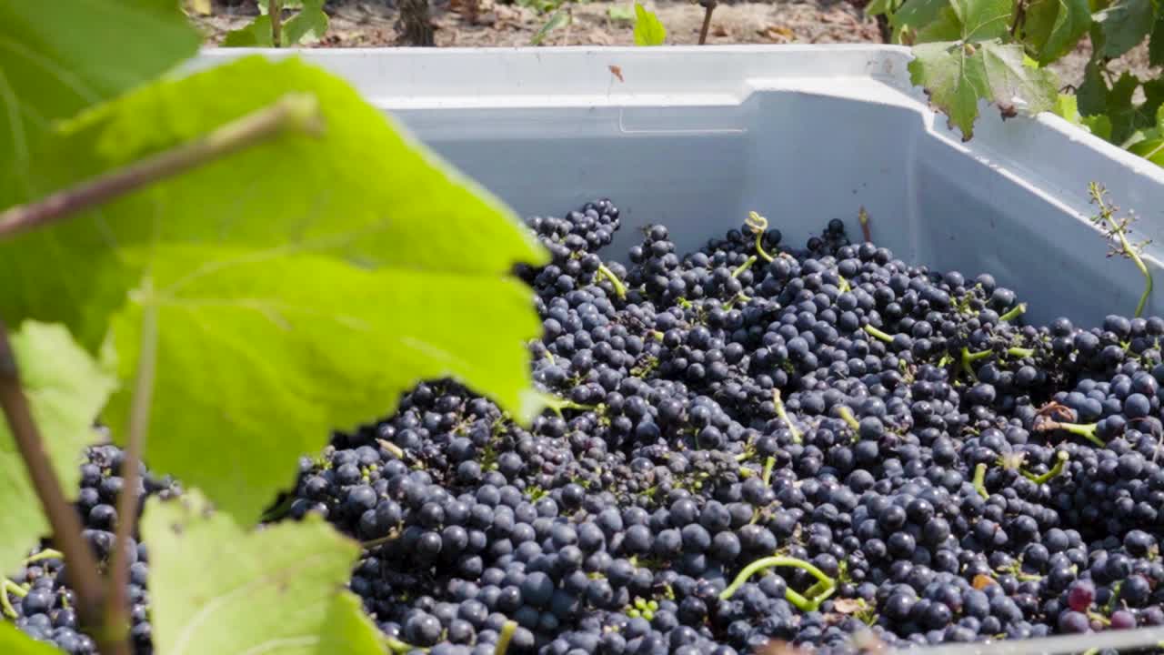 일광이 있는 포도로 가득 찬 통 오른쪽 트럭, 레이다 밸리, 칠레