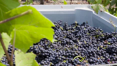 camión a la derecha de un contenedor lleno de uvas con luz del día, valle de leyda, chile