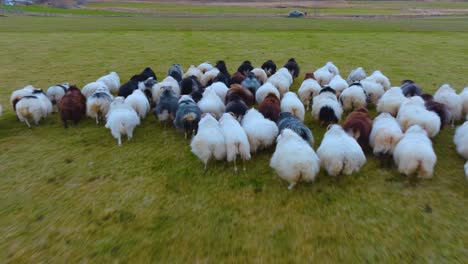 Aerial-drone-shot-of-a-flock-of-Icelandic-sheep-running-through-the-field