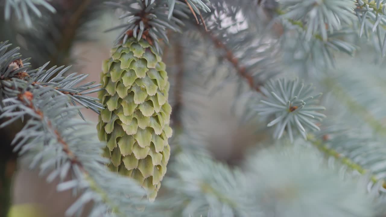 Frisk, grøn kogle fra et blåt fyrretræ, nærbillede