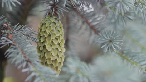 Fresh,-green-cone-of-blue-pine-tree,-closeup