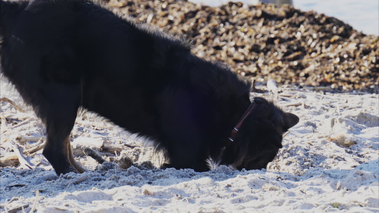 Close up of a black and white dog digging in the sand at the beach