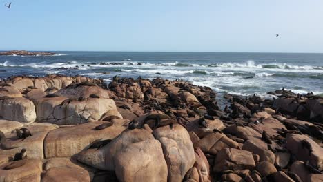 sea lions in cabo polonio: drone footage of dynamic wildlife