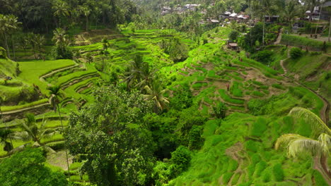 Terraza-De-Arroz-De-Tegalalang,-Bali-En-Indonesia.-Avance-Aéreo