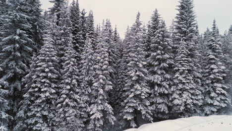 whispers of the kootenay forests in winter