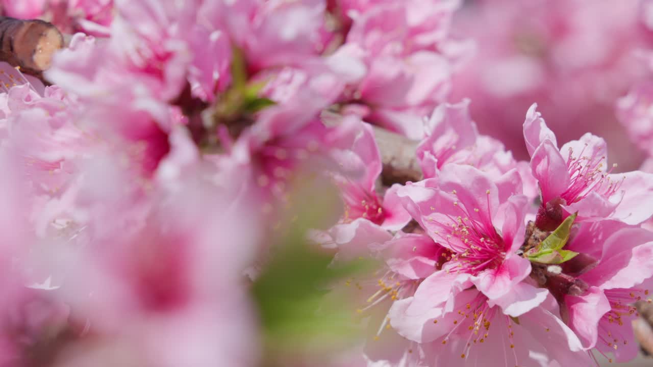 las flores de melocotón en plena floración con un hermoso rosa