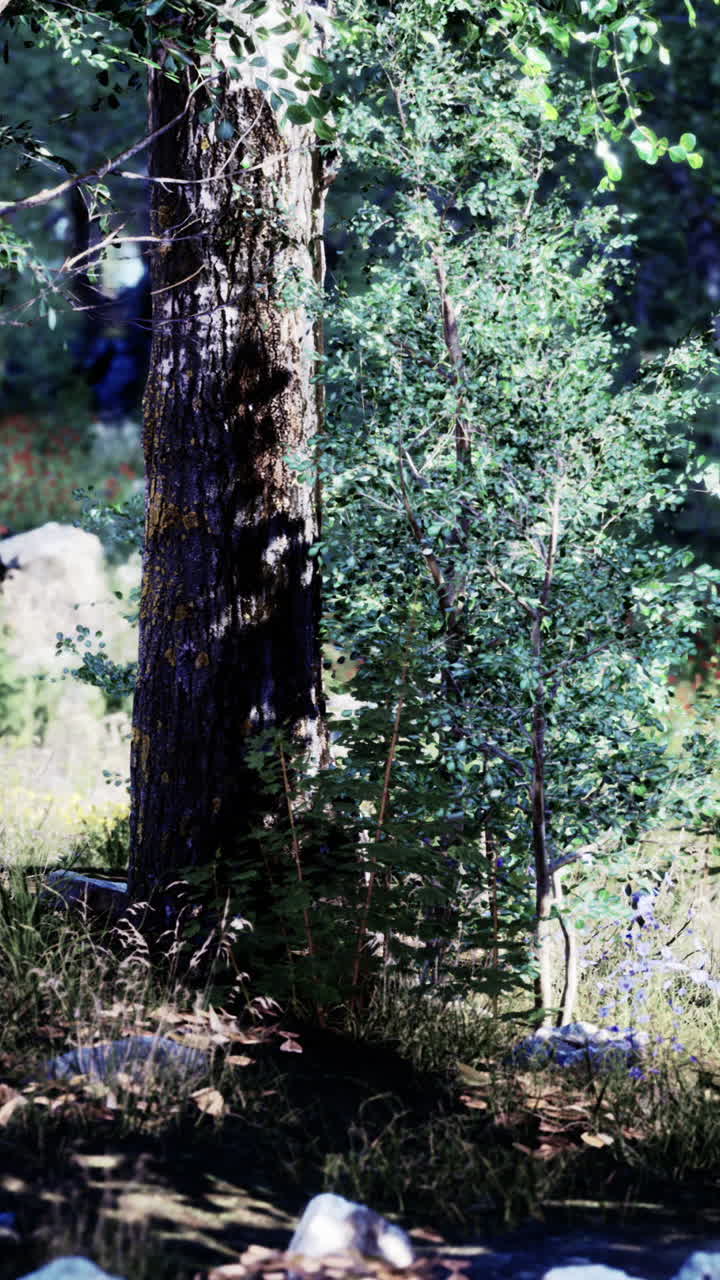 солнечный свет проходит сквозь деревья в пышном зеленом лесу.