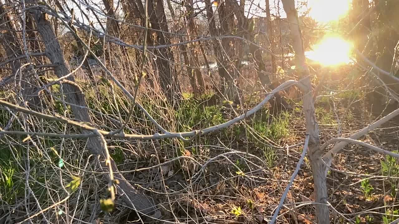 얽힌 나뭇가지를 통해 도시 연못에서 반사되는 황금빛