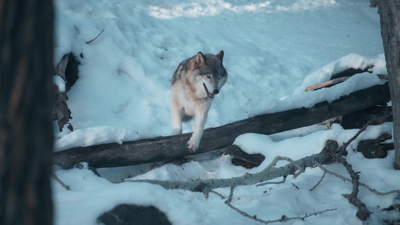 Grey wolf running through the snowy forest in winter