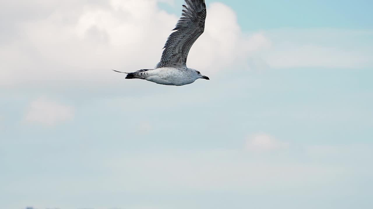 Seagull in Flight Over City
