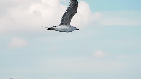 seagull in flight over city