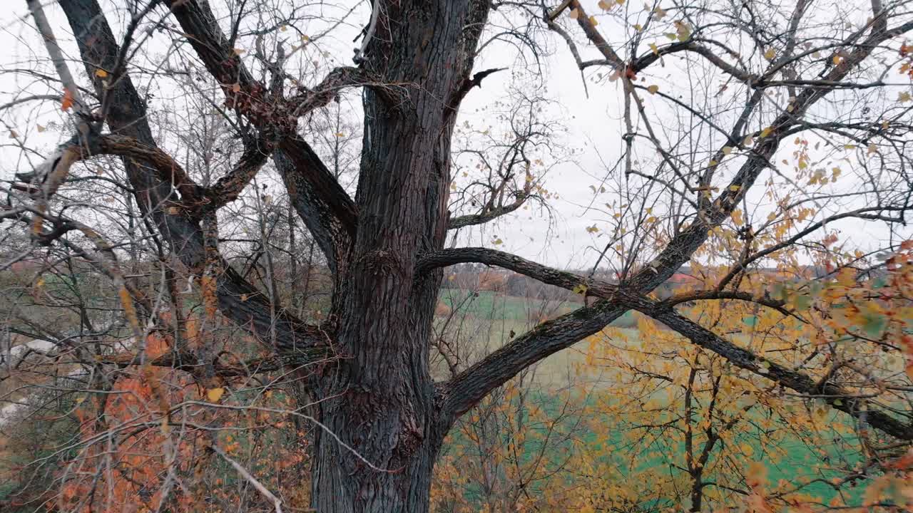 드론이 뒤로 날아가면서 나무 가지에서 천천히 멀어집니다.