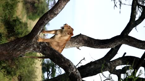 Vertikale-Aufnahmen-Einer-Keuchenden,-Gähnenden-Ruhenden-Löwin-Auf-Einem-Baum-In-Der-Savanne-In-Afrika