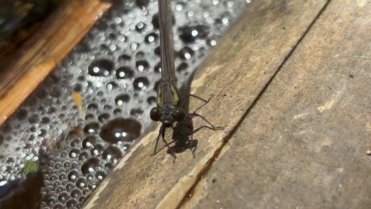 Libellula posata su bambù sull'acqua