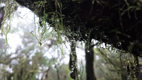 misty forest scene with hanging moss in parque rural de anaga