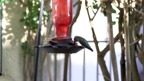 Ein-Anna-kolibri-Schwebt,-Bevor-Er-Landet,-Um-An-Einem-Kolibri-häuschen-Im-Garten-Zu-Fressen